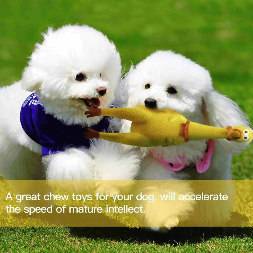 3 Pack Screeching Chicken Toys