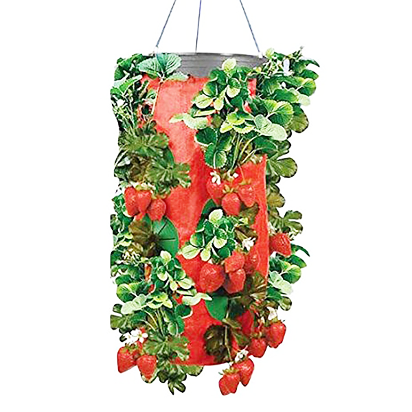 Hanging At Home Strawberry Planter