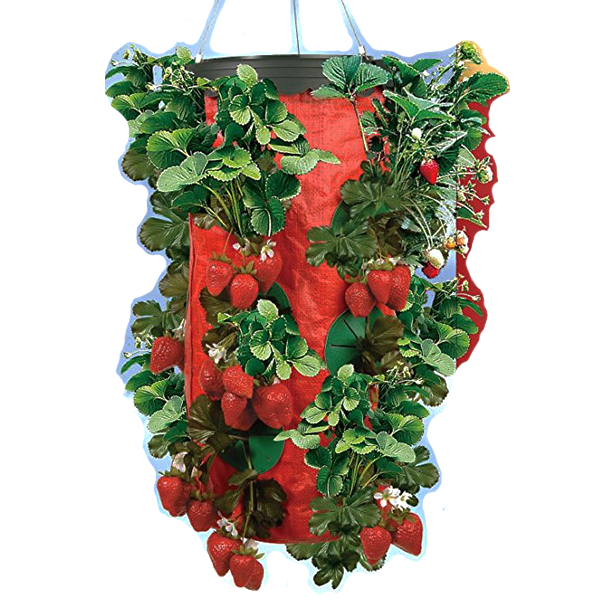 Hanging At Home Strawberry Planter